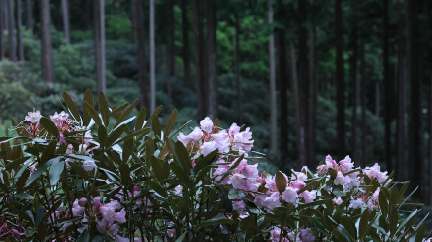 【奈良県】弁財天石楠花の丘に行ってきたよ【花・撮影スポット】(2019年5月18日)