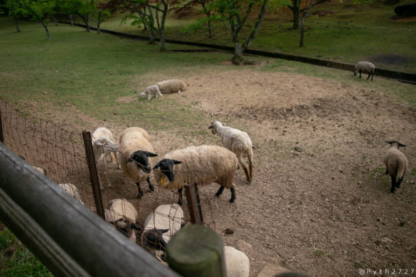奈良県山添村めえめえ牧場の羊