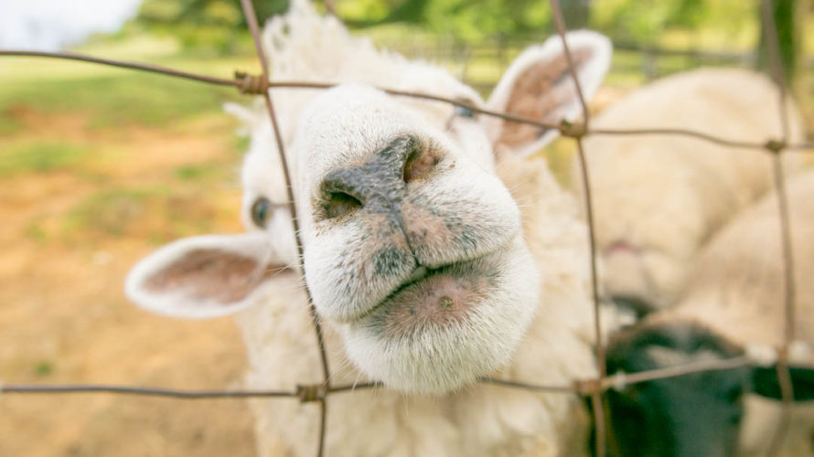 牧場 め えめ え 自然を満喫！動物と触れ合える奈良県山添村「めえめえ牧場」