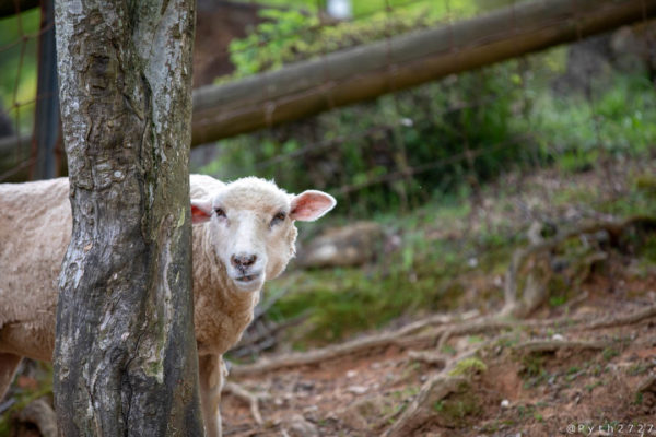 奈良県山添村めえめえ牧場の羊