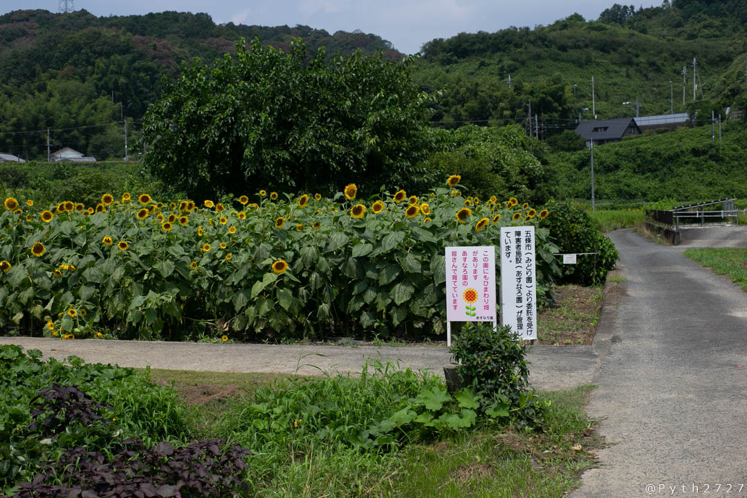 上野町ひまわり園へ向日葵を撮影に行きました 19 07 28 奈良県五條市 星を撮りに行く