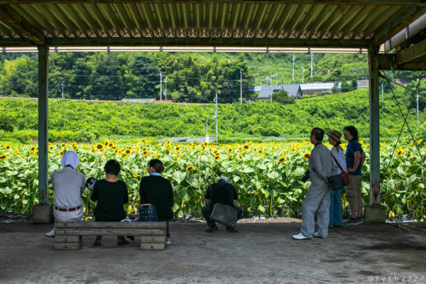 上野町ひまわり園の向日葵