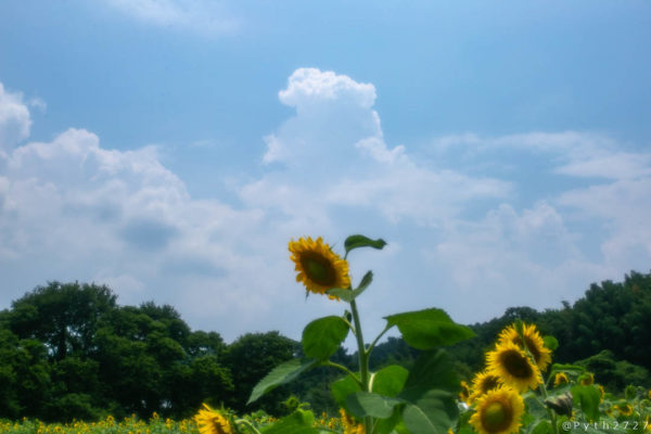 上野町ひまわり園の向日葵