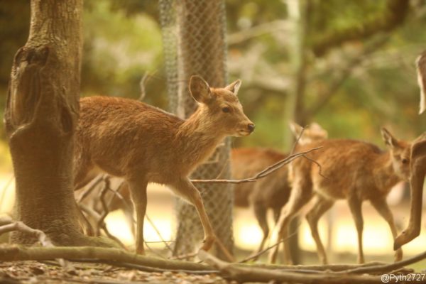 奈良公園飛火野の鹿