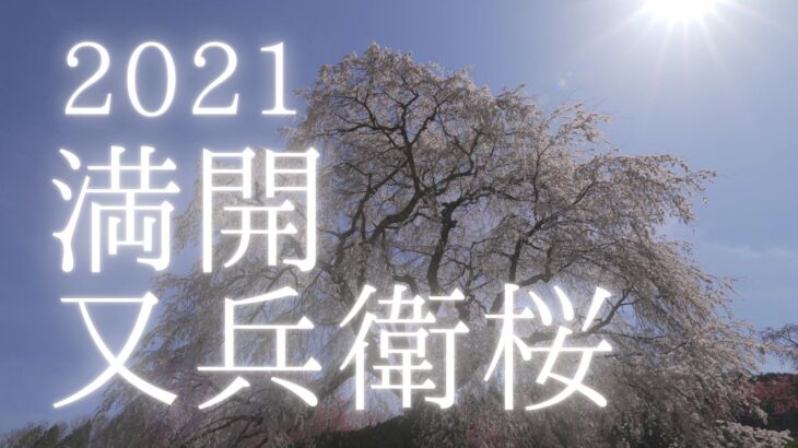 【動画】2021年満開の又兵衛桜を動画撮影しました