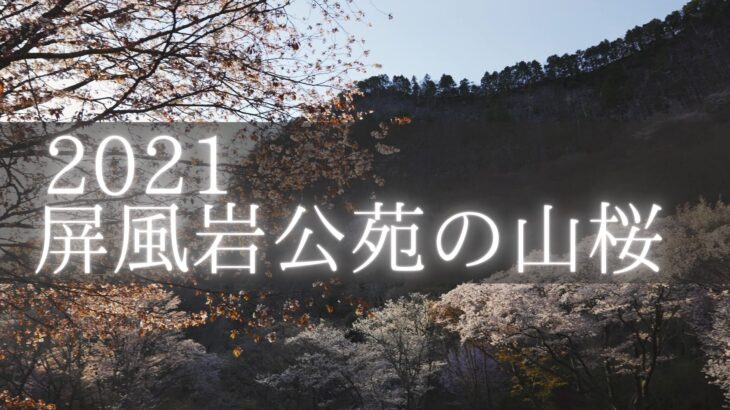 【2021】屏風岩公苑の山桜とライトアップを撮影に行きました（奈良県曽爾村）