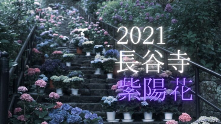 【2021】長谷寺の紫陽花を撮影に行きました（奈良県桜井市初瀬）