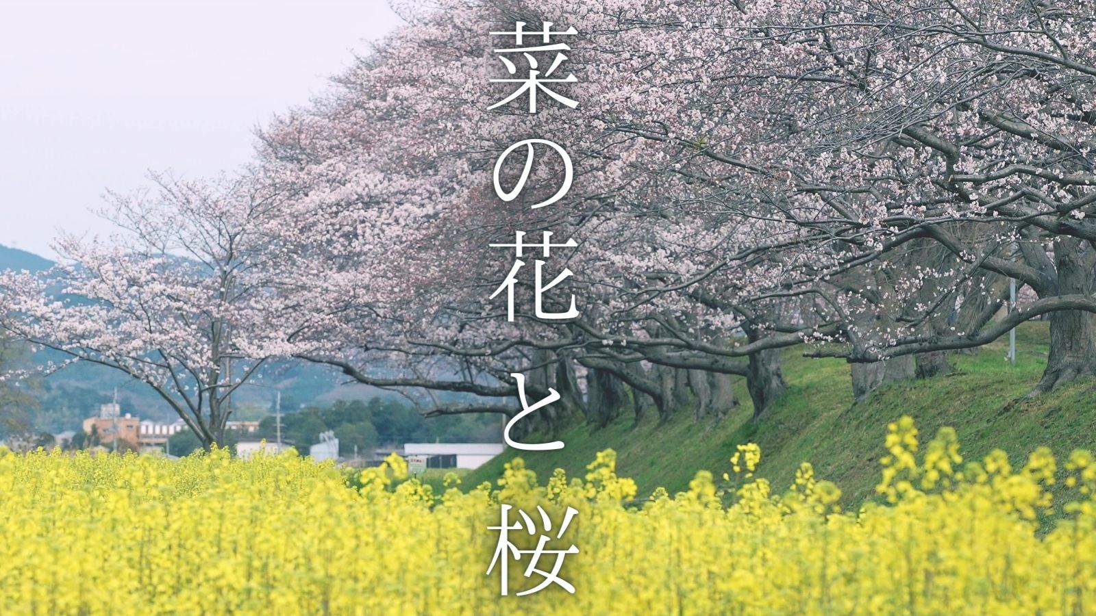 22年3月 菜の花と桜 藤原宮跡 星を撮りに行く