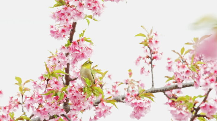 2022年春、河津桜とメジロを動画撮影