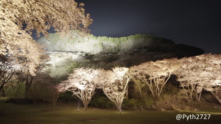 2022年 屏風岩公苑の山桜とライトアップ