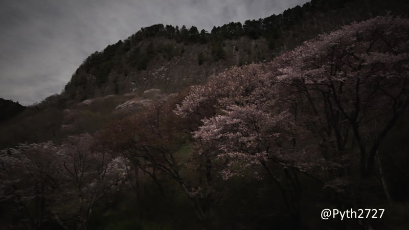 満月　山桜