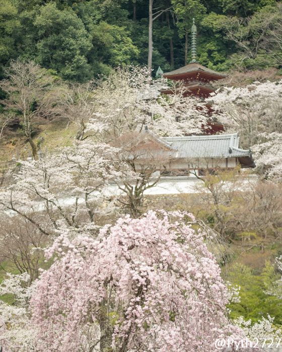 2022 hasedera temple  herry blossom