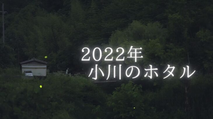 2022年6月中旬、奈良県の蛍