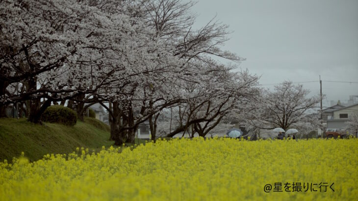 2023年3月26日、藤原宮跡の桜と菜の花を見に行った