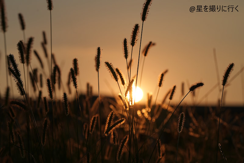 SONY FE 70-200mm F2.8 GM OSS II（SE70200GM2) 逆光