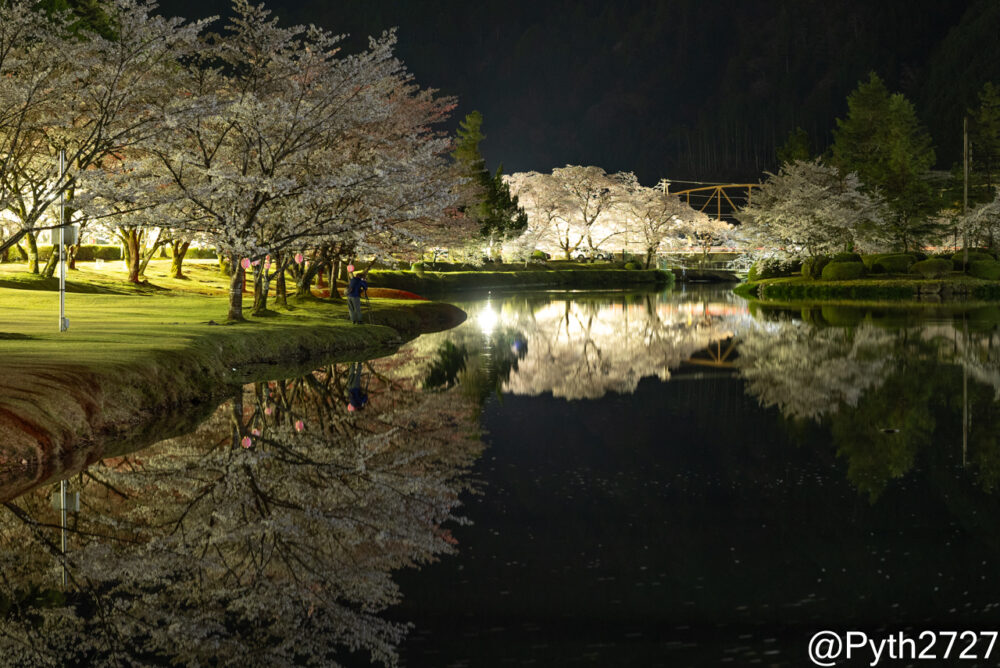 下北山スポーツ公園　夜桜　リフレクション
